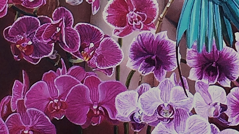 Fluttering Phalaenopsis by Vlasta Smola