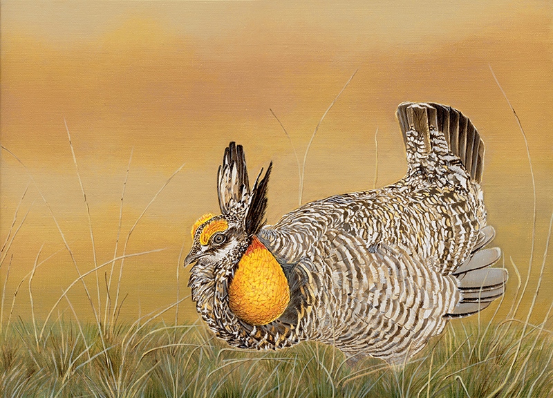 Prairie Chicken by Vlasta Smola