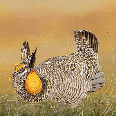 Prairie Chicken by Vlasta Smola